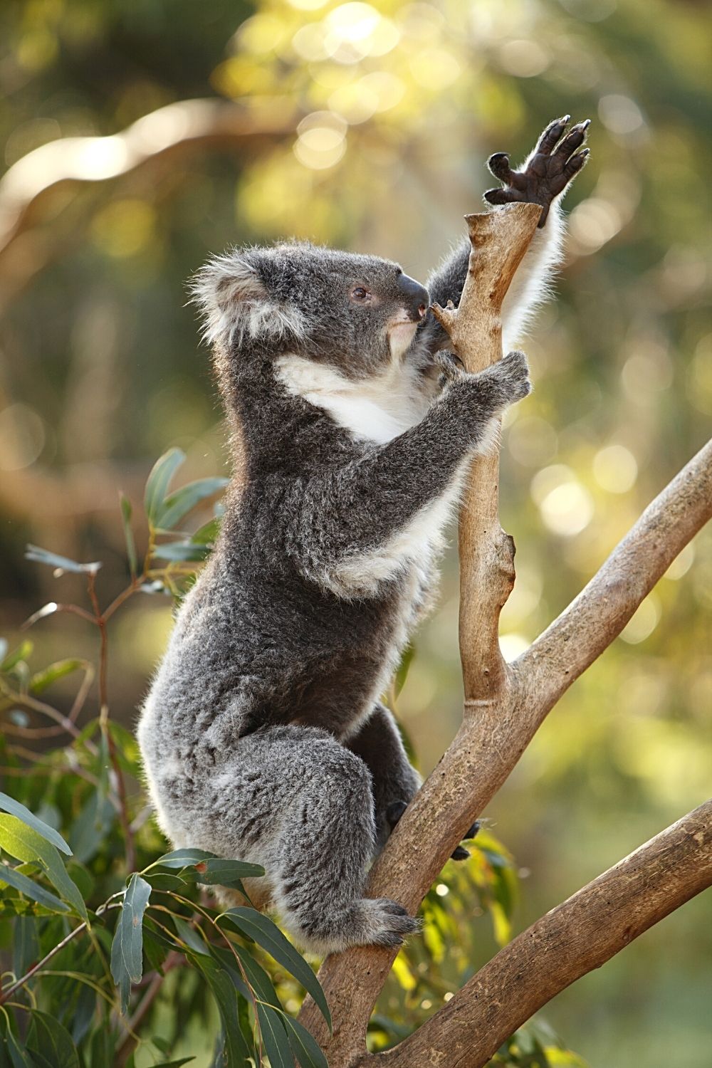 Koalas have strong limbs and teeth that help them during eating and climbing
