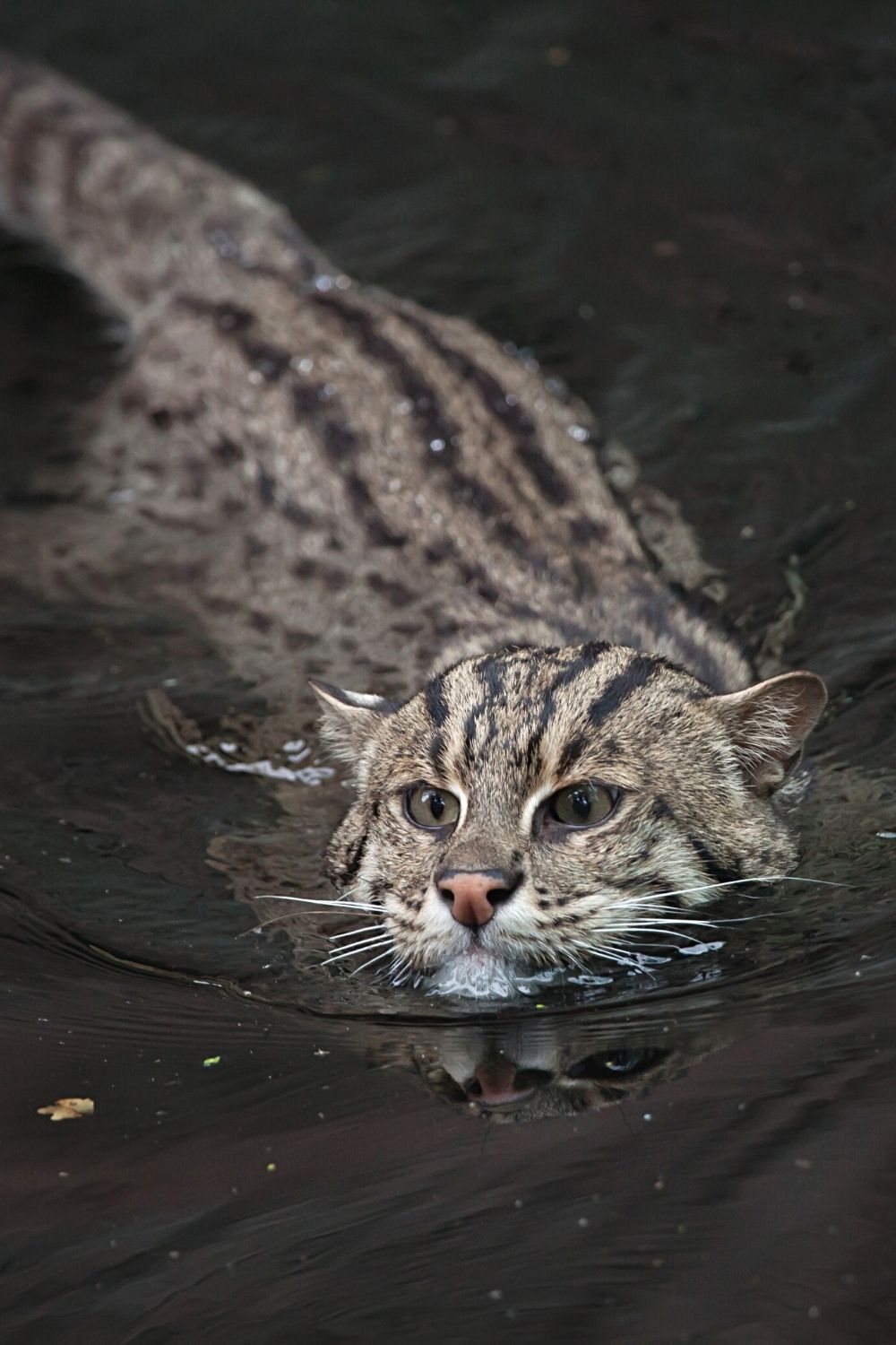 Large cats in the wild fish in the rivers and streams of their habitat, catching eel and trout