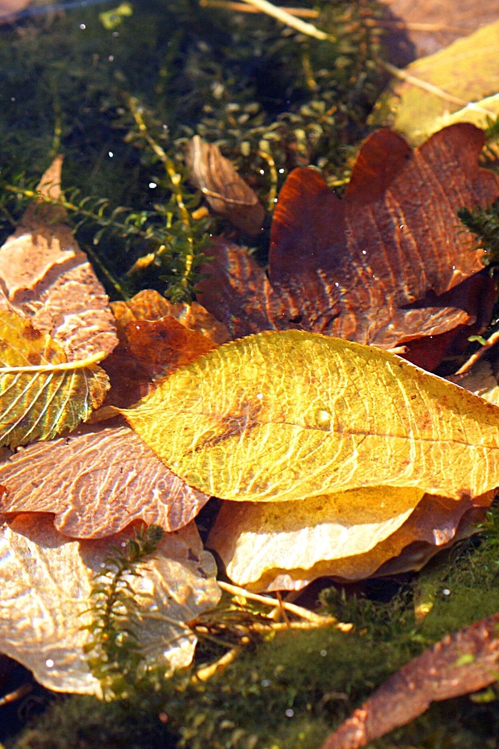 Leaf litter should be the topmost layer of a powder orange isopod's substrate
