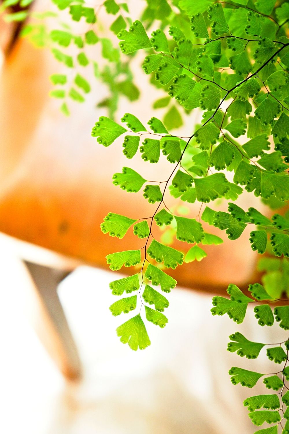 Maidenhair Fern is perfect for terrariums as they're non-toxic to pets