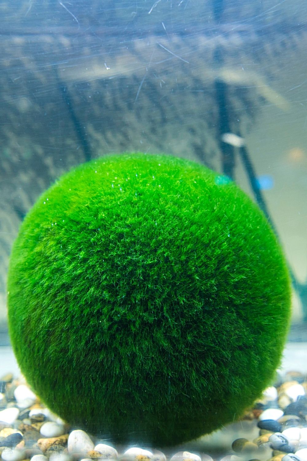 If you're looking for a low-maintenance aquatic plant for your betta fish, Marimo Moss Balls is your best bet