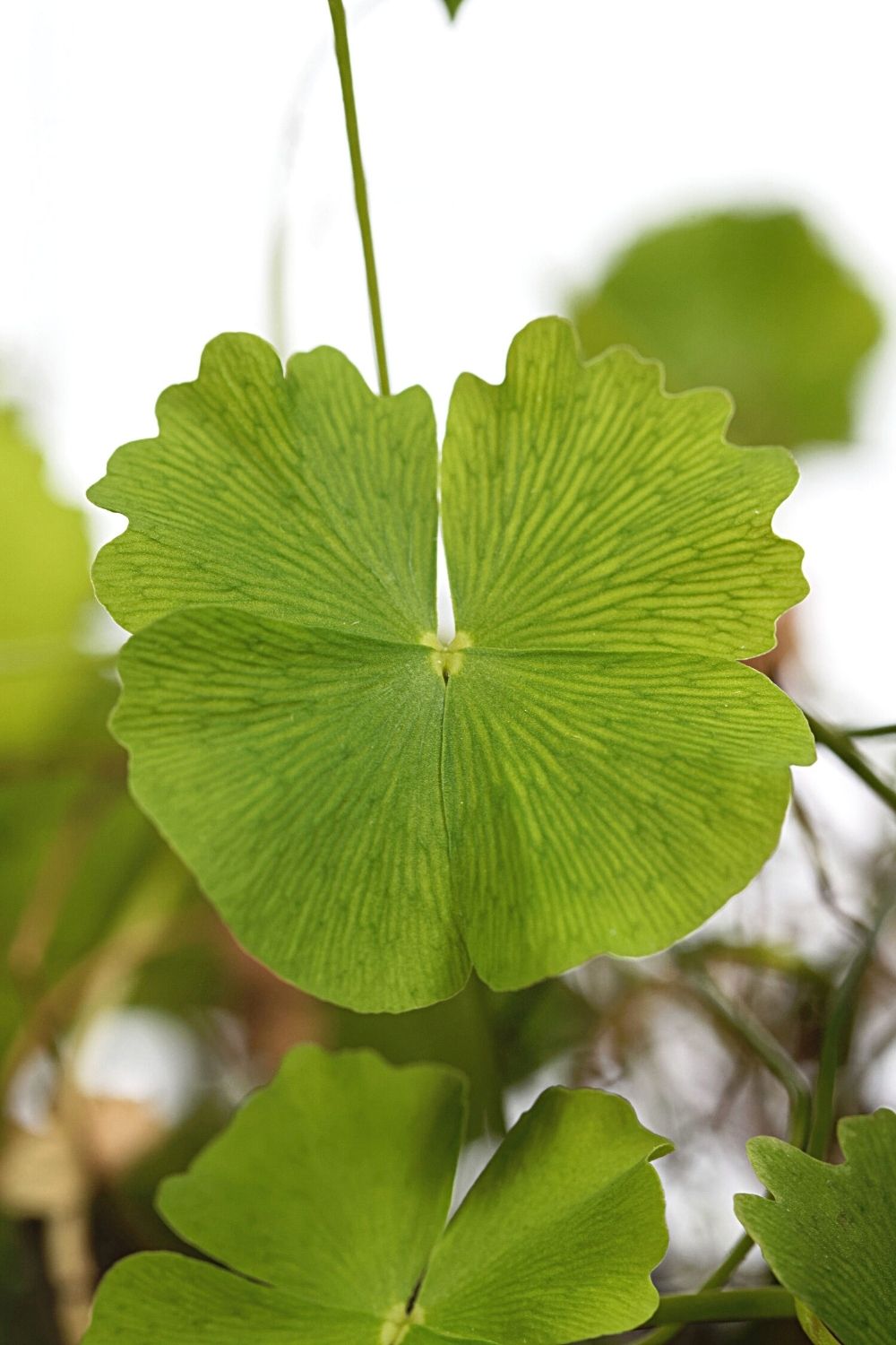 Marsilea Minuta, when grown for your betta fish, acts as lush green grass-like plants 