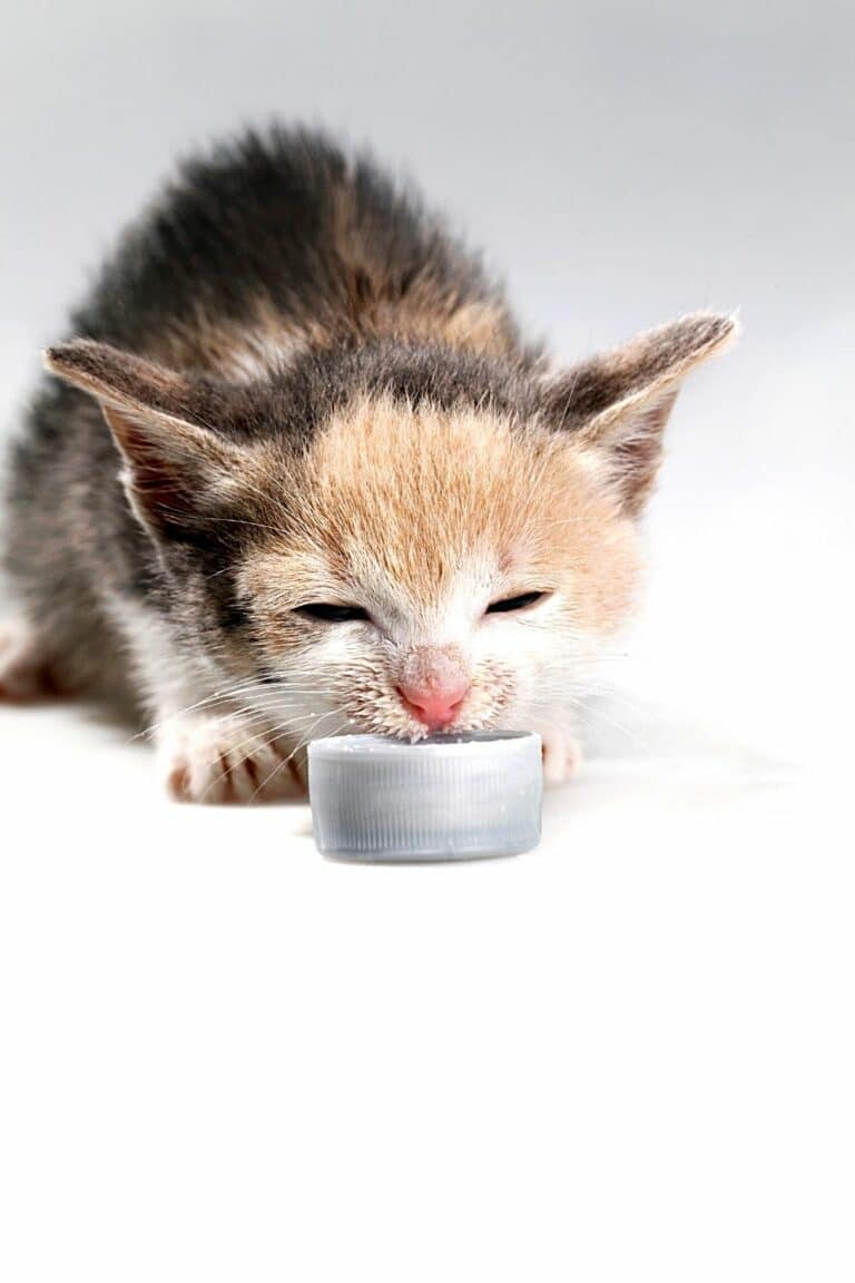 Why Do Cats Like Milk? 5 Reasons Fur Parents Should Know