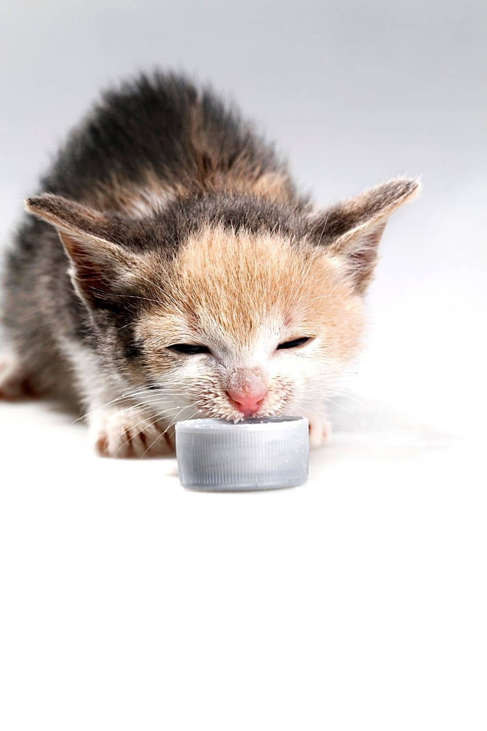 Milk serves as cats' comfort food as it brings memories of when they're still kittens