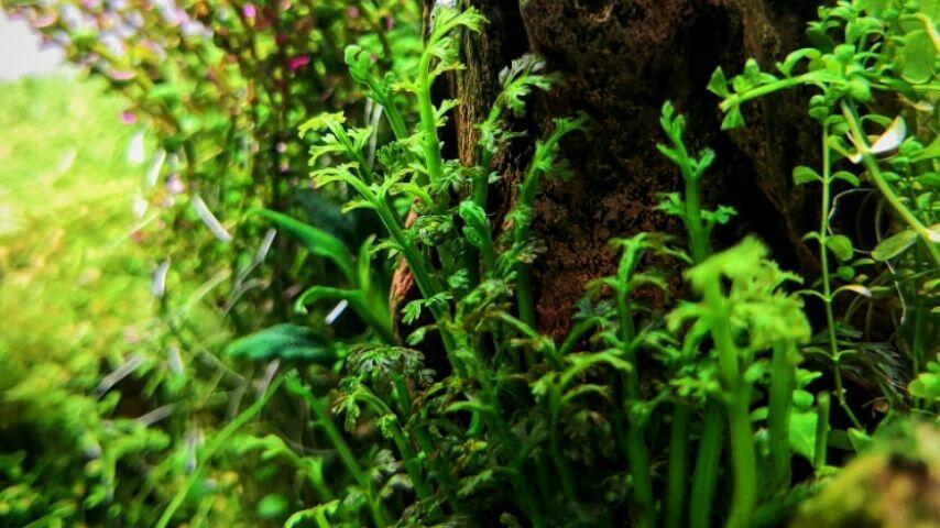 The Mini Bolbitis is another great aquatic plant that you can grow in your betta fish aquarium as it only takes 2-3 months to grow its leaves