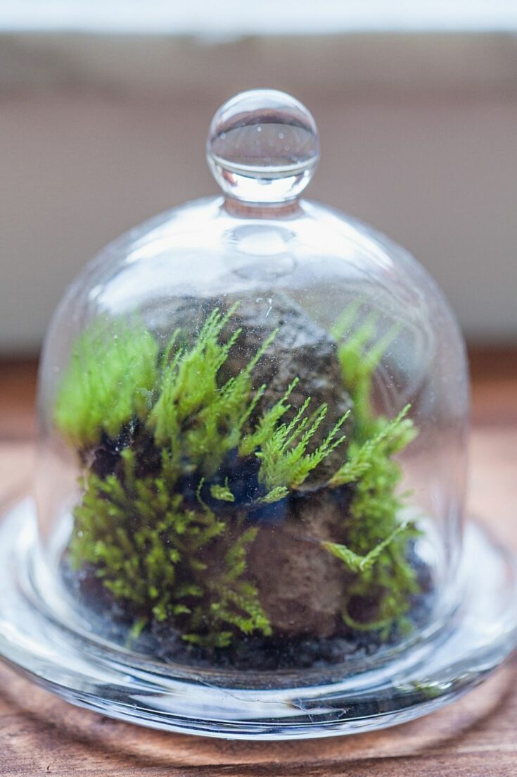 30 Best Plants for Terrarium — 2022 Best Guide