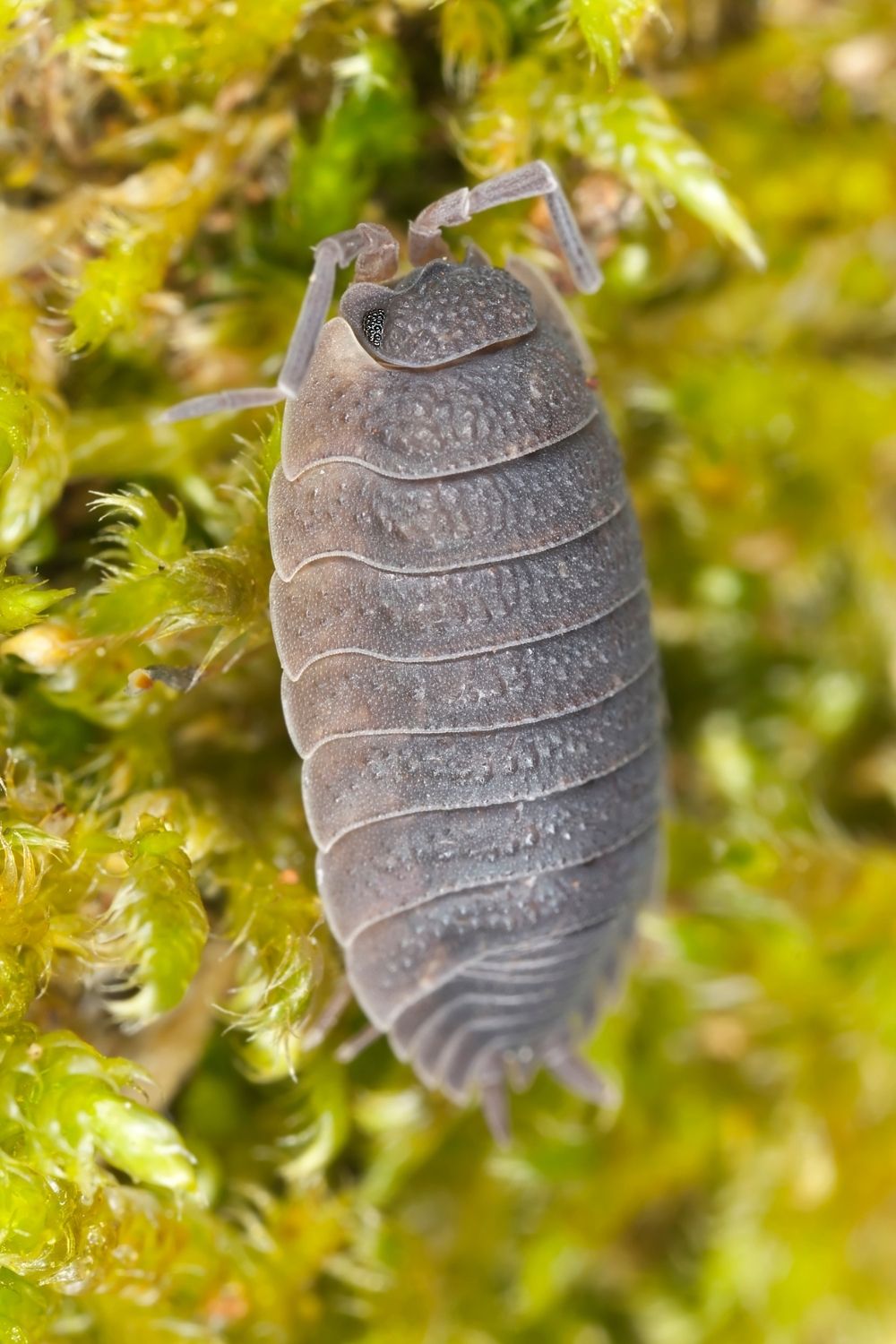 Most woodlouse species, including the powder orange isopods, live for an average of 3-4 years