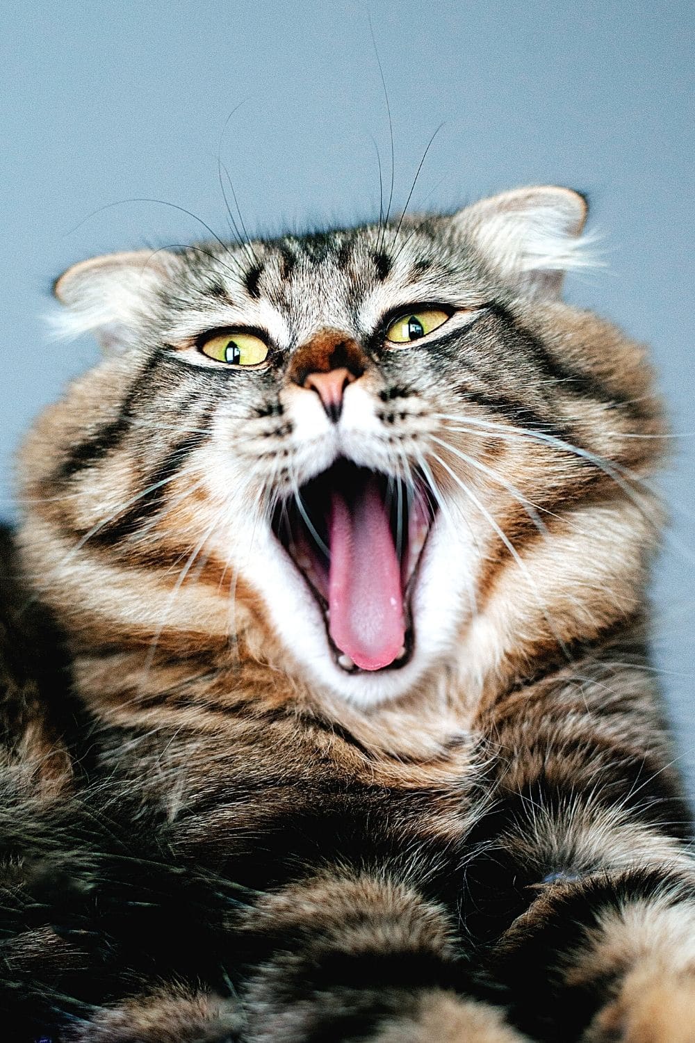 One reason cats growl is that they're warning a person or animal to stay away