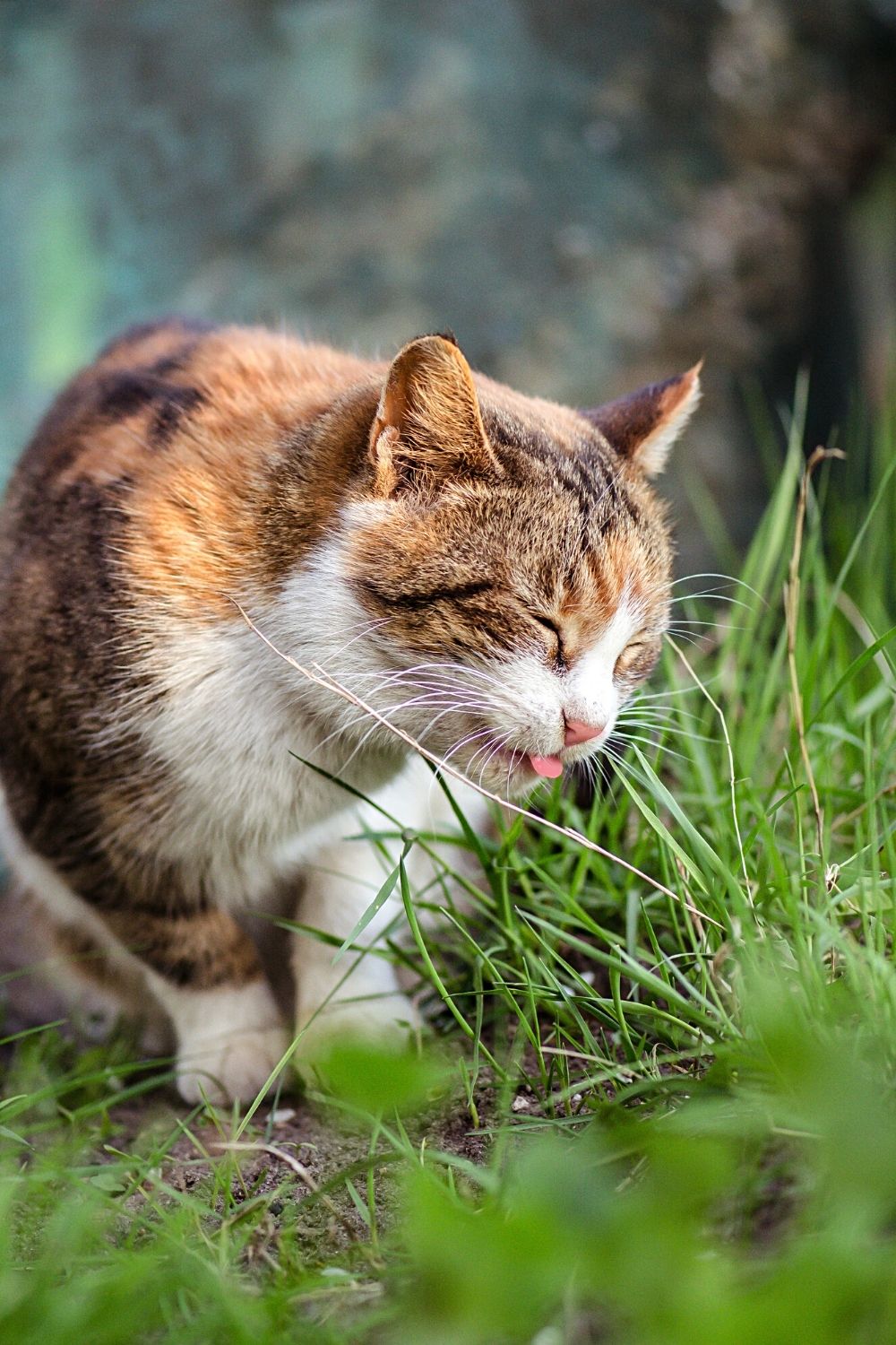 One reason cats sleep outside is that they're allowed to roam