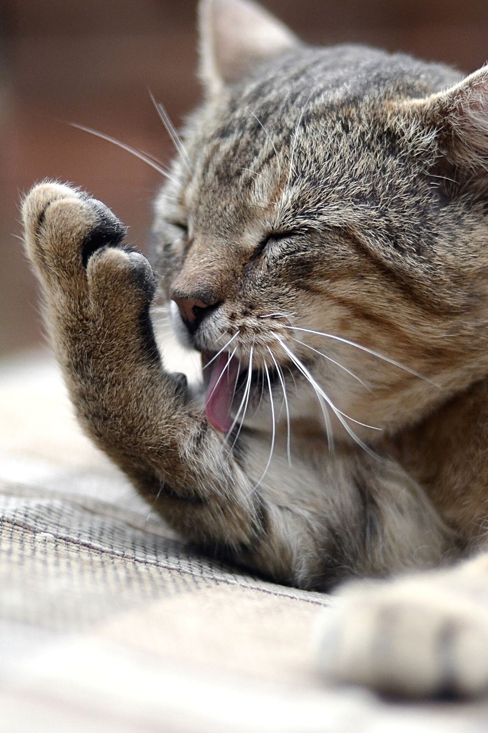 One reason why cats smell good is because they have fewer sweat glands under their fur, aside from regular grooming