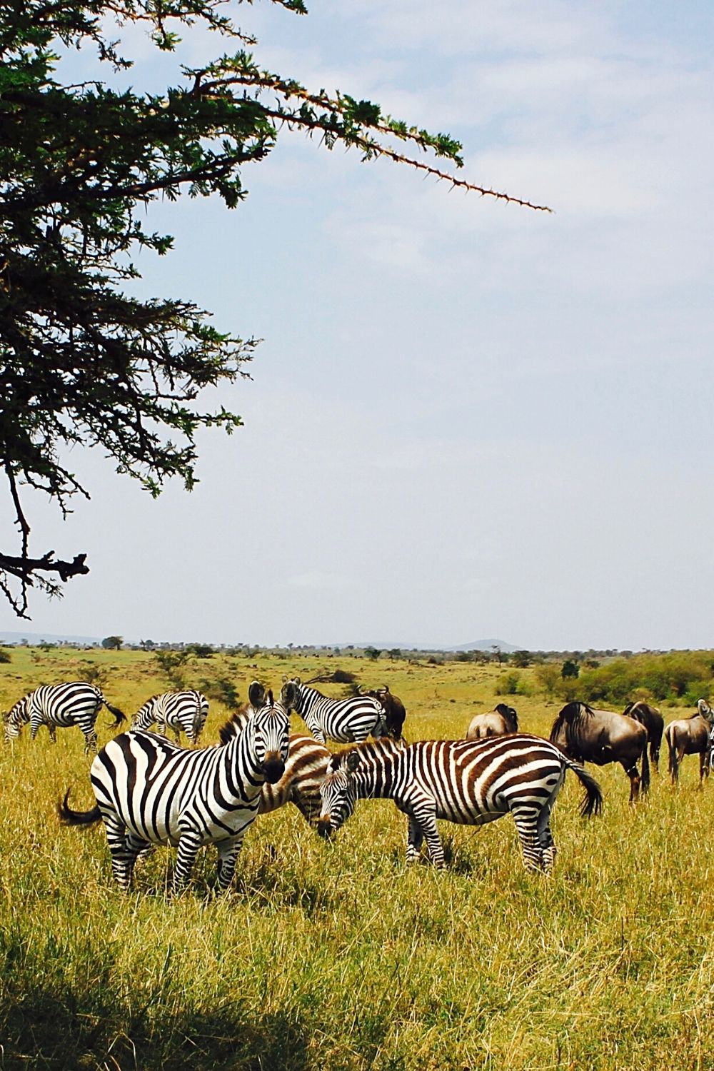 One reason why zebras attack their newborns is that they need to maintain herd quality and genetics