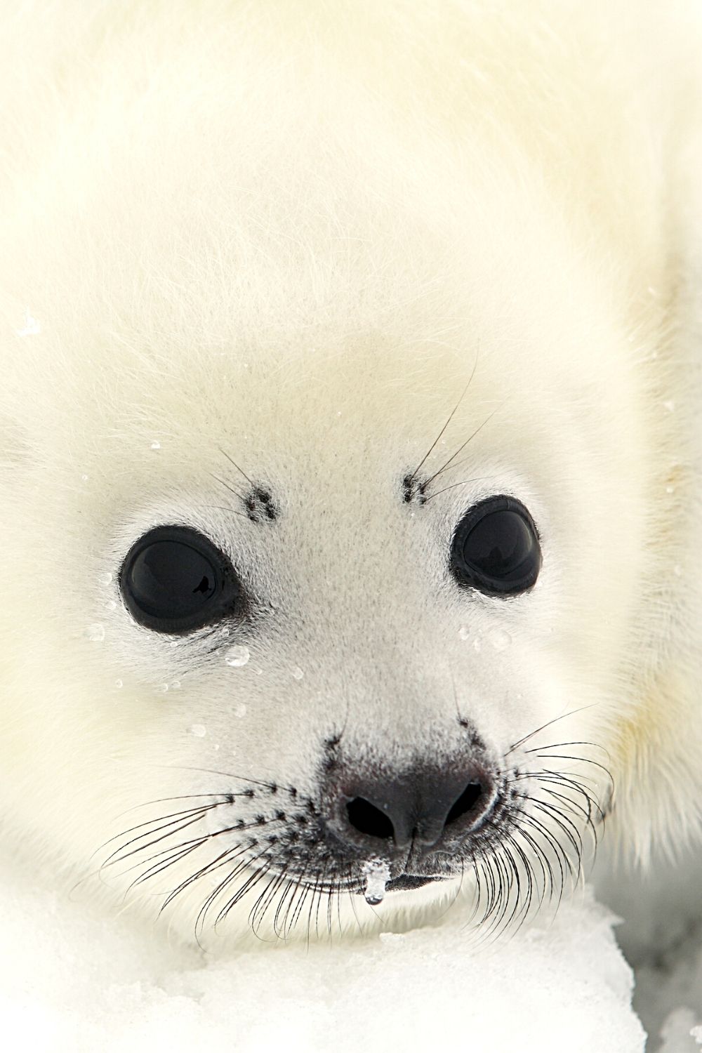 One reasons seals look so cute is because of their fresh-faced appearance