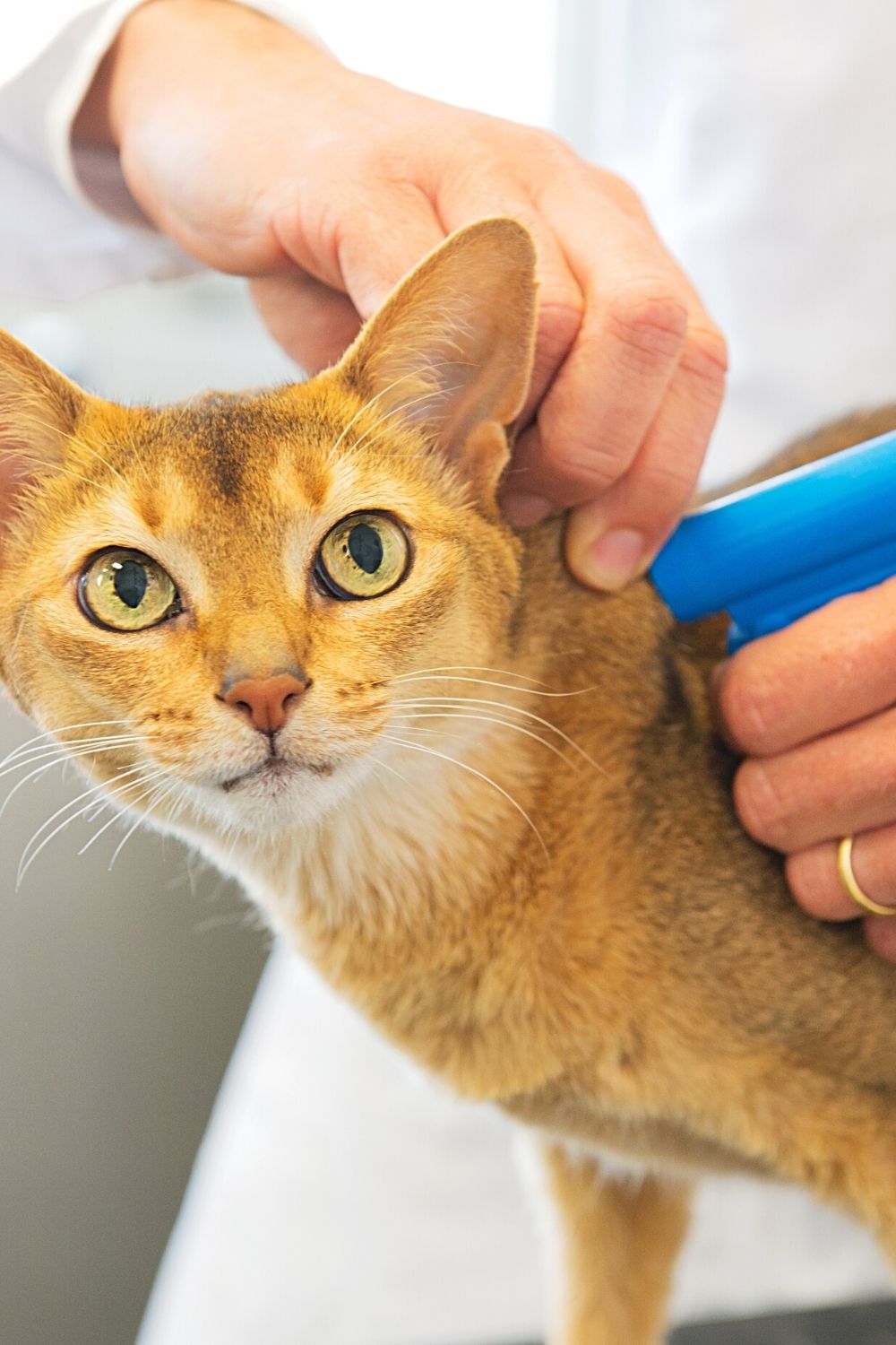 One way to help in tracking a lost cat is through microchipping