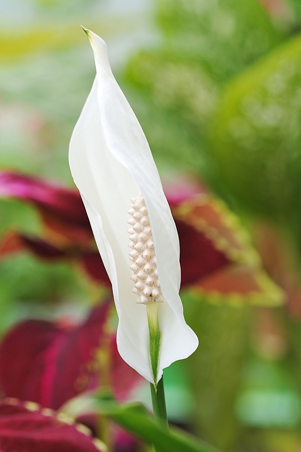 If you're growing Peace Lily for your betta fish, make sure there's an open space or cavity 