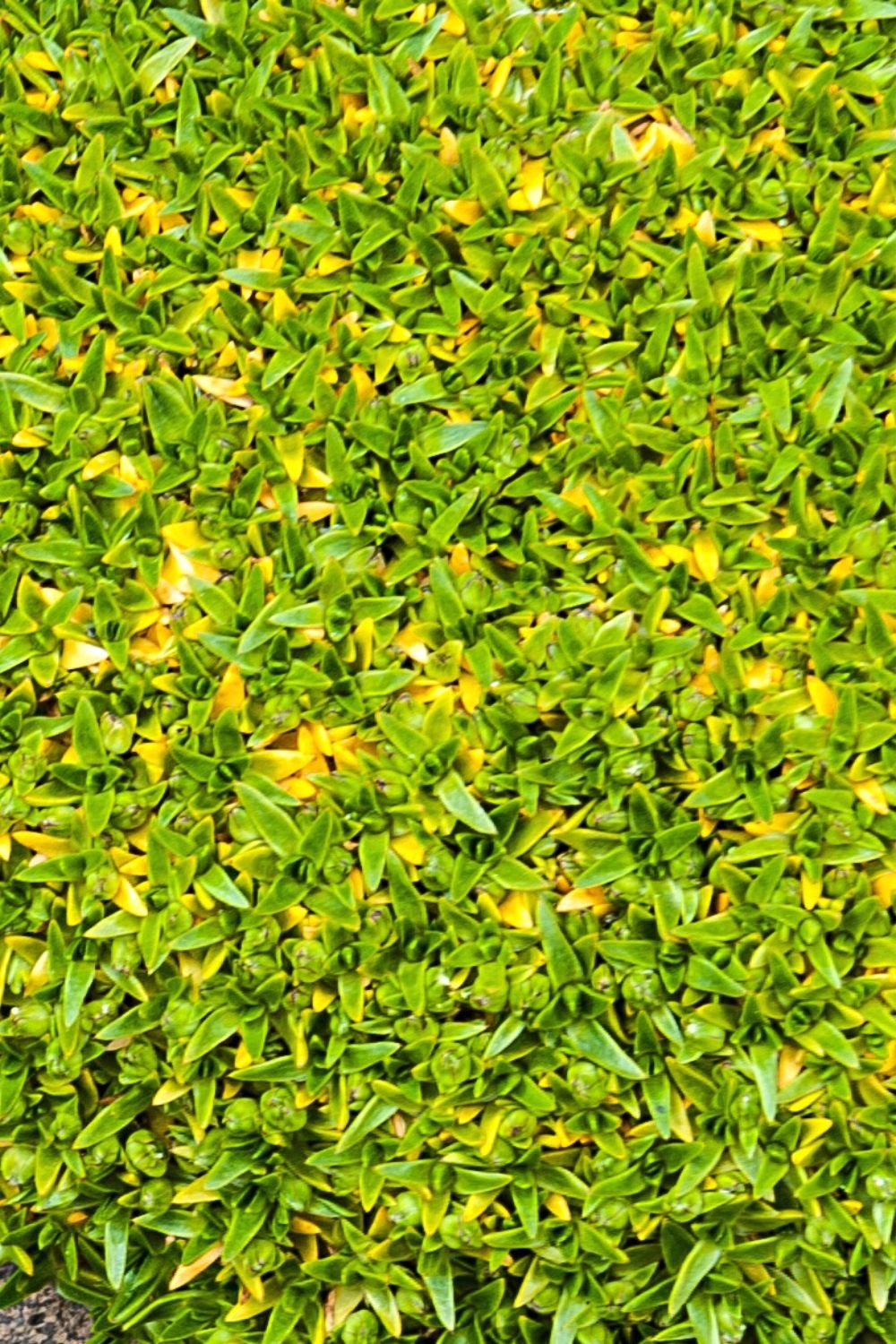 Pearlwort is a low-growing species that thrives in juvenile pots and terrariums