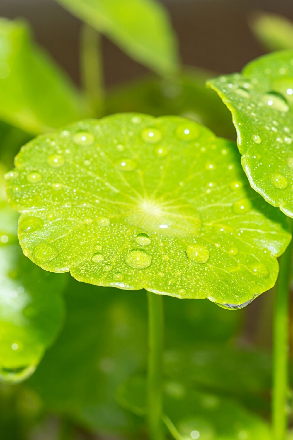 Pennywort is a sustainable and long-living plant to grow in an aquarium full of betta fish