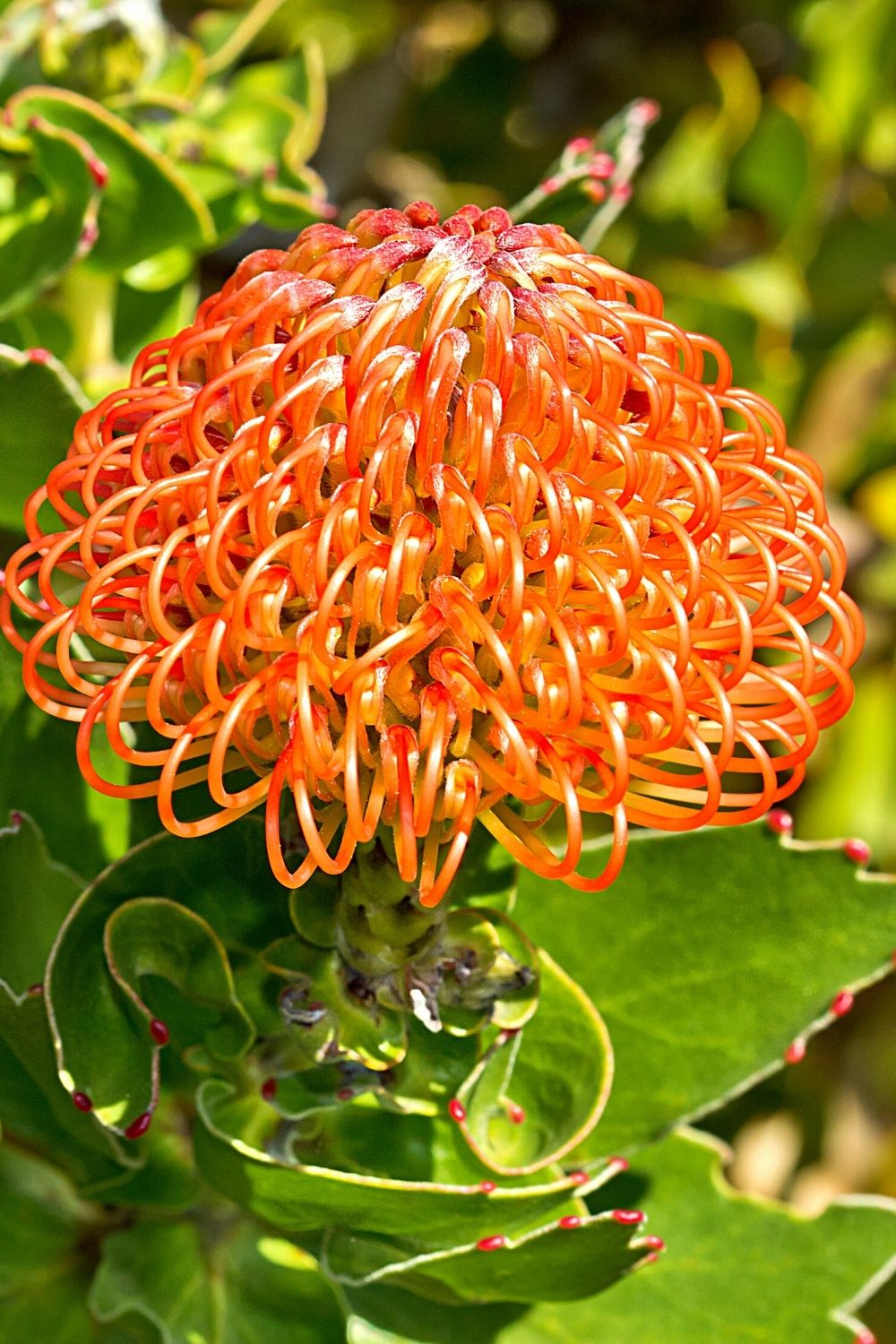 Pincushion plant is one plant that adds elegance to your terrarium