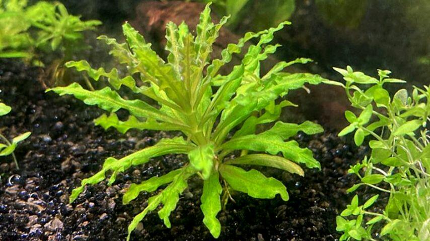 Pogostemon Helferi is another great plant to grow for betta fish as the fish love to play and hide through its widespread leaves