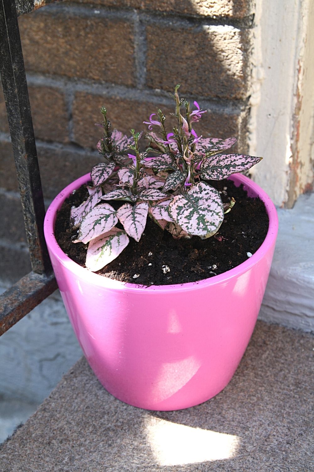 Polka Dot Plant, aka Freckle Plant, is another colorful plant to grow in a terrarium