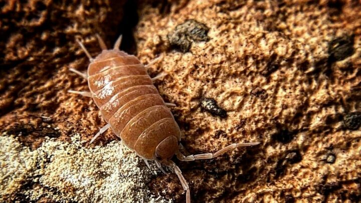 Powder Orange Isopods Care Guide — #1 Best Guide