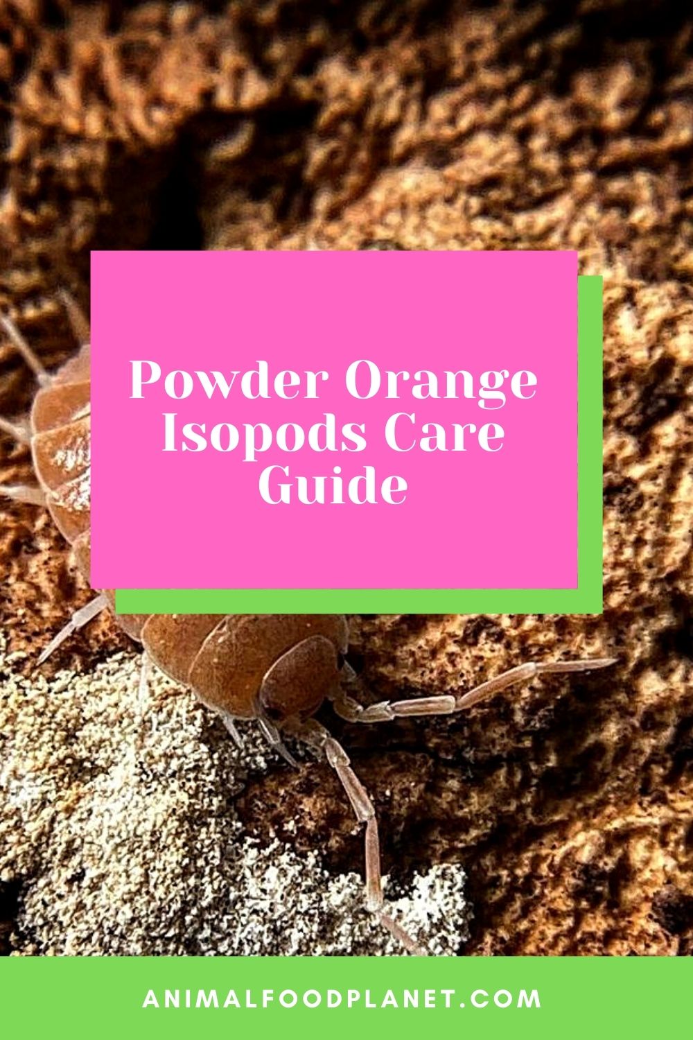 Powder Orange Isopods Care Guide