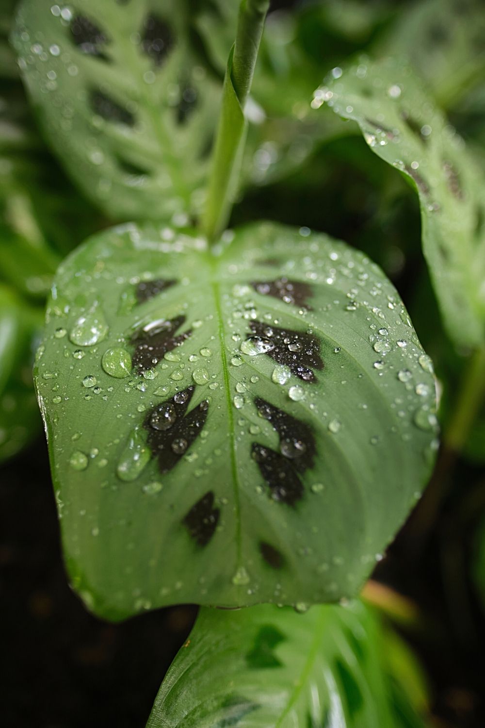 Prayer plant is another gorgeous plant that you can grow in a terrarium