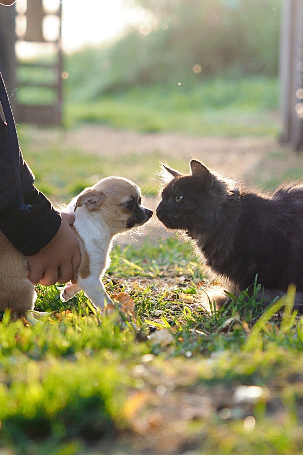 Properly introducing your dog to a cat reduces the chances of the dog becoming aggressive towards the cat