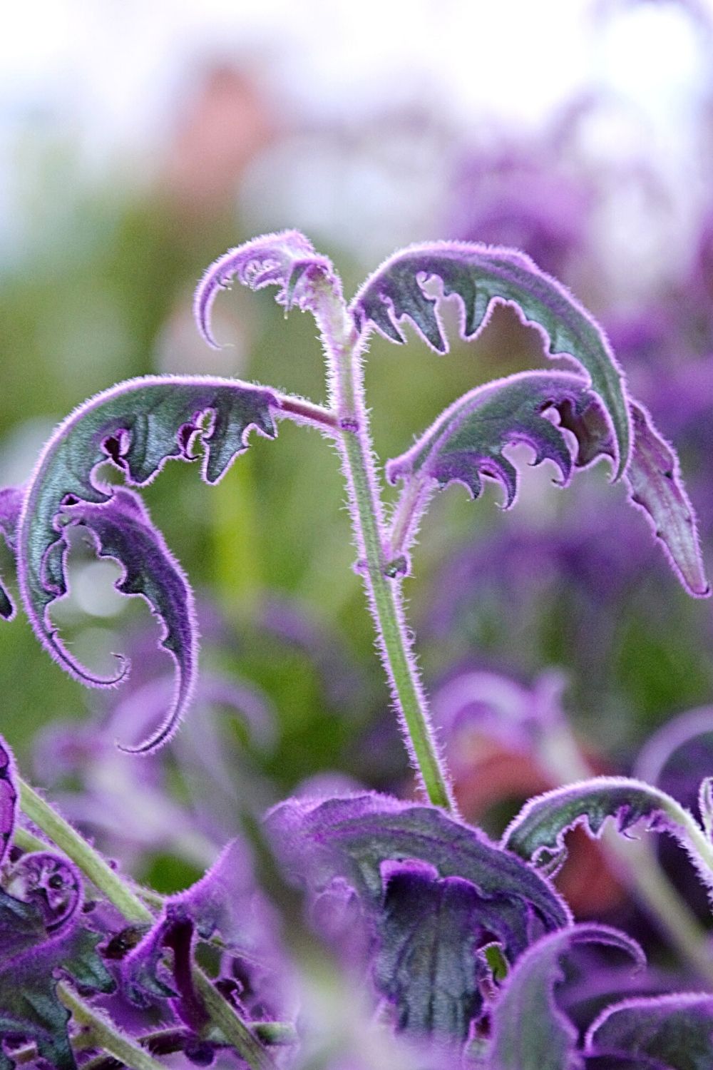 Purple passion plant are commonly used for decorating interior spaces, hence, best grown in a terrarium