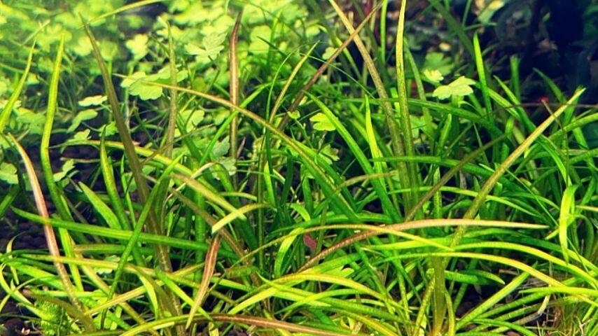 The Pygmy Chain Sword Plant is another great aquatic plant you can grow in a tank for betta fish as they grow in a fast pace