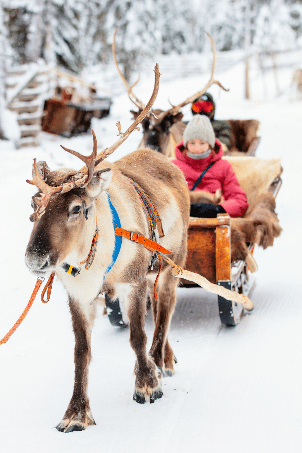 Reindeer Sledding Since Reindeer Back Half is not Designed to Support the Weight of a Person
