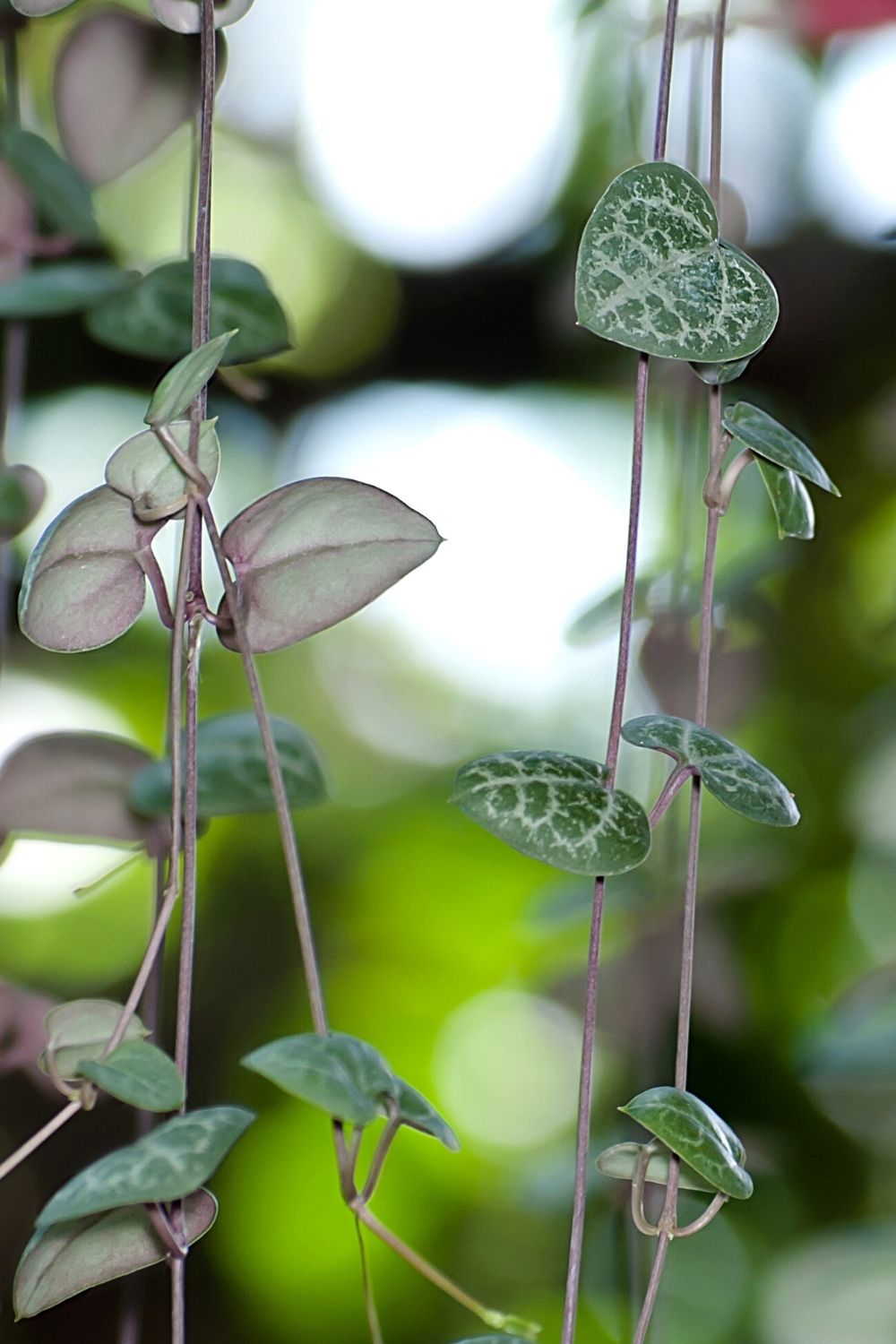Rosary vine, aka String of Hearts, is another stunning plant to grow in a terrarium