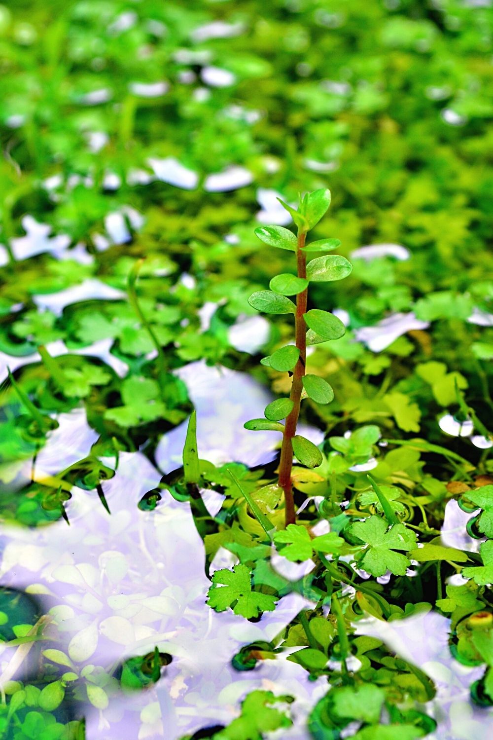 Another great aquatic plant to grow for your betta fish is Rotala Rotundifolia as it's fast-growing and grows tall