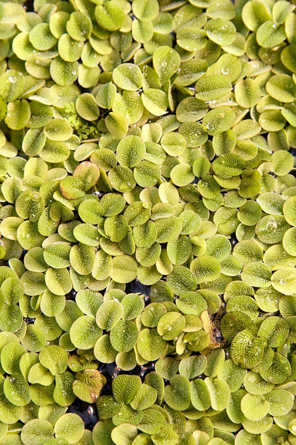 Salvinia Minima is the best aquatic plant to grow for your betta fish as they're attracted to it