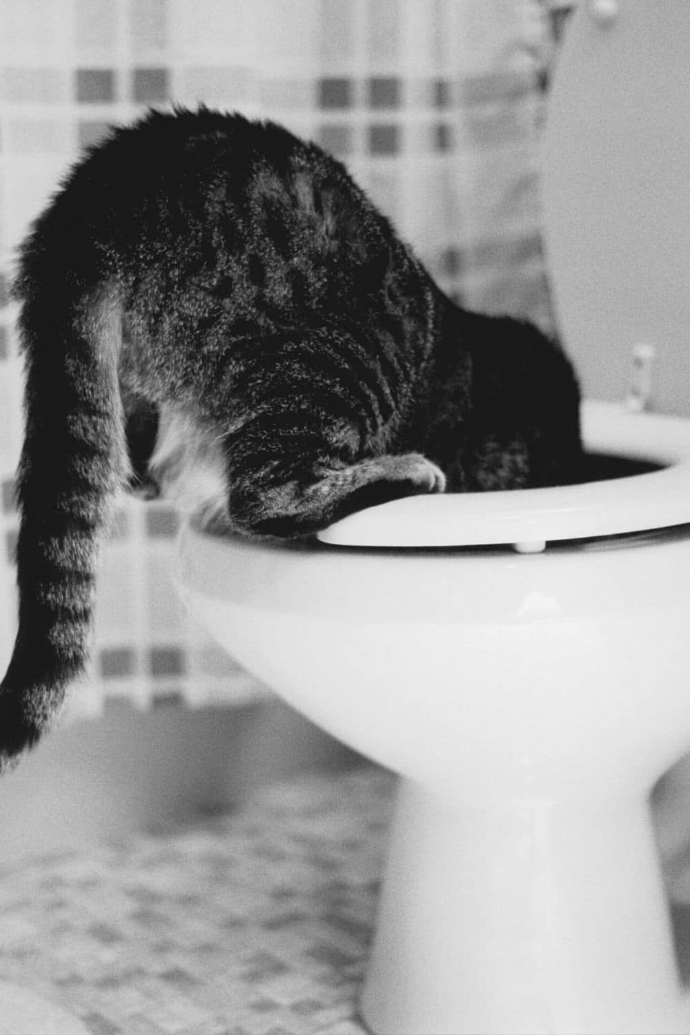 Since cats aren't natural drinkers, they'd prefer to drink from unnatural sources like the toilet rather than from a water bowl
