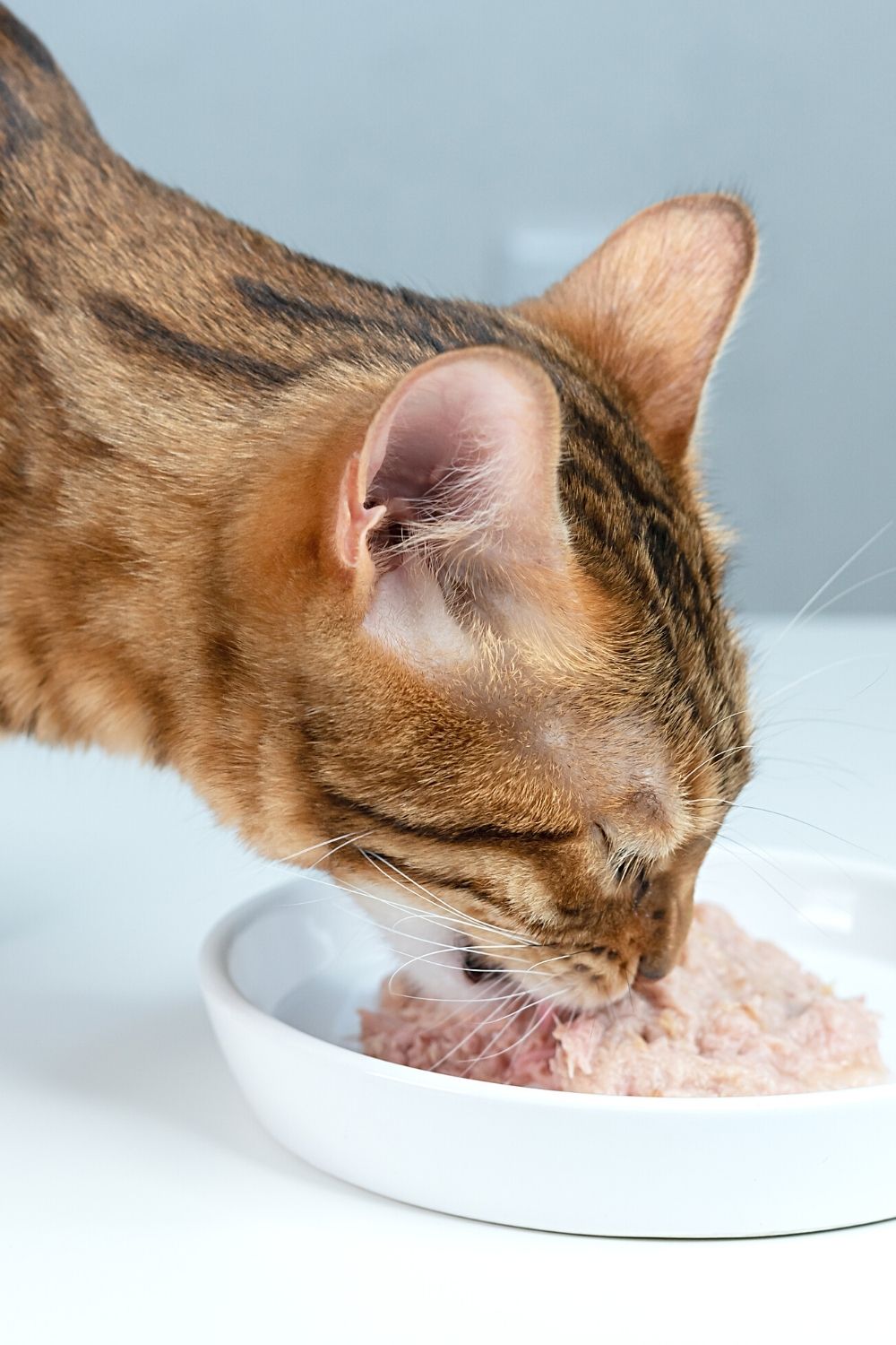 Some cat food are fish-flavored to help improve a feline's appetite