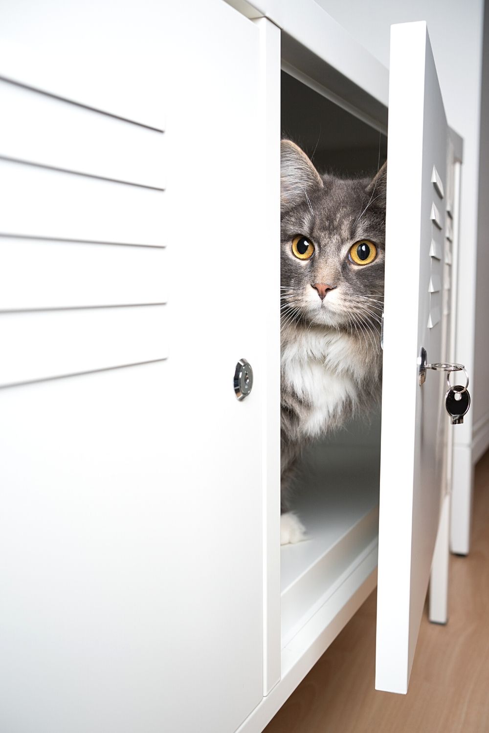 Some cats, instead of burying their leftovers, find small spaces like cupboards to hide them