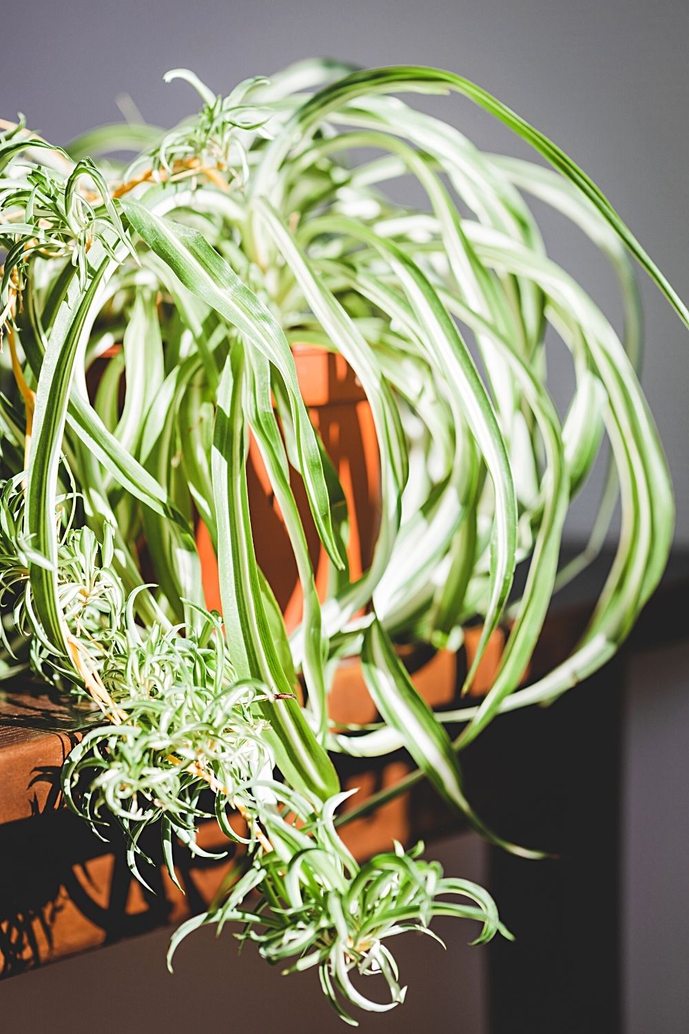 Spider plant, aside from being a great plant for terrariums, helps in purifying the air in indoor spaces