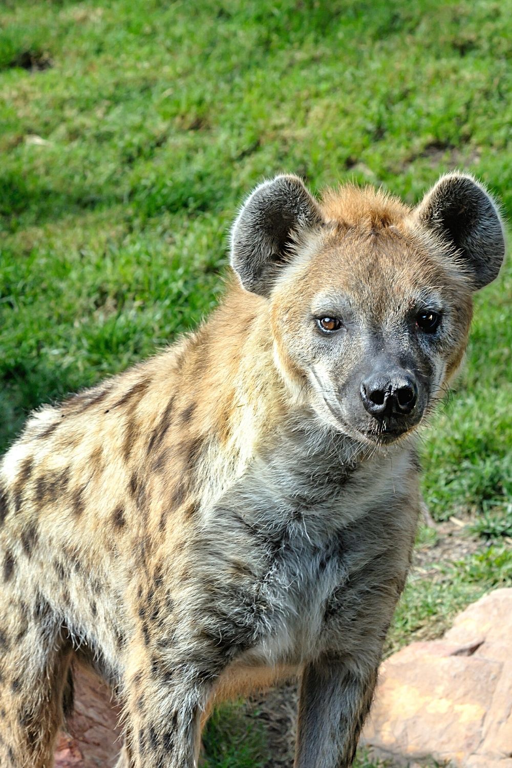 Spotted hyenas can consume over 30 pounds of meat, making them weigh more than other hyena types