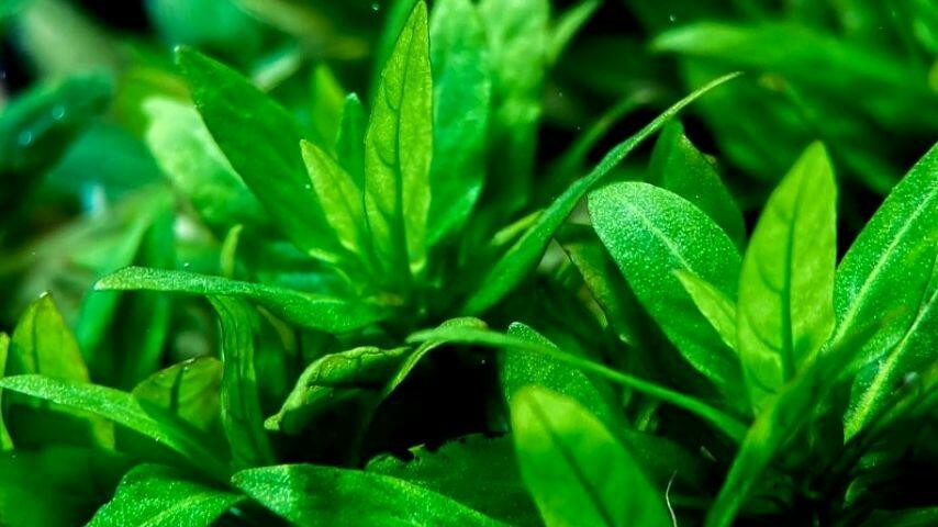 Staurogyne Repens is lush green-looking plant that you can grow in your betta fish's aquarium