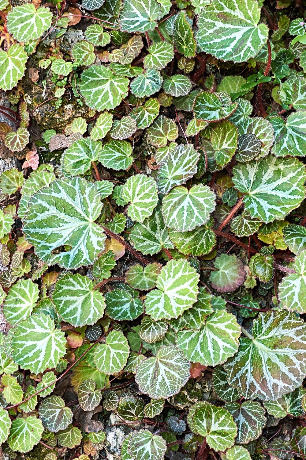 The attractive and rounded leaves of the Strawberry begonia is a great addition to a terrarium