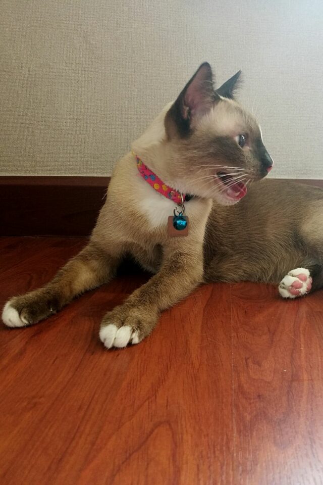 Why Do Cats Make Weird Noises at Night? 6 Curious Reasons