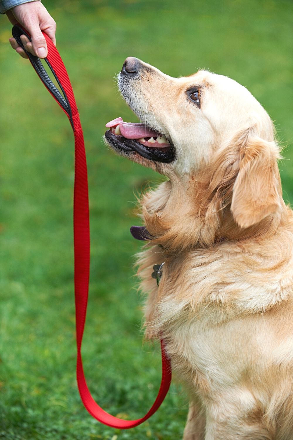 Subjecting your dog to obedience training helps in managing his reaction, including aggression, towards a cat