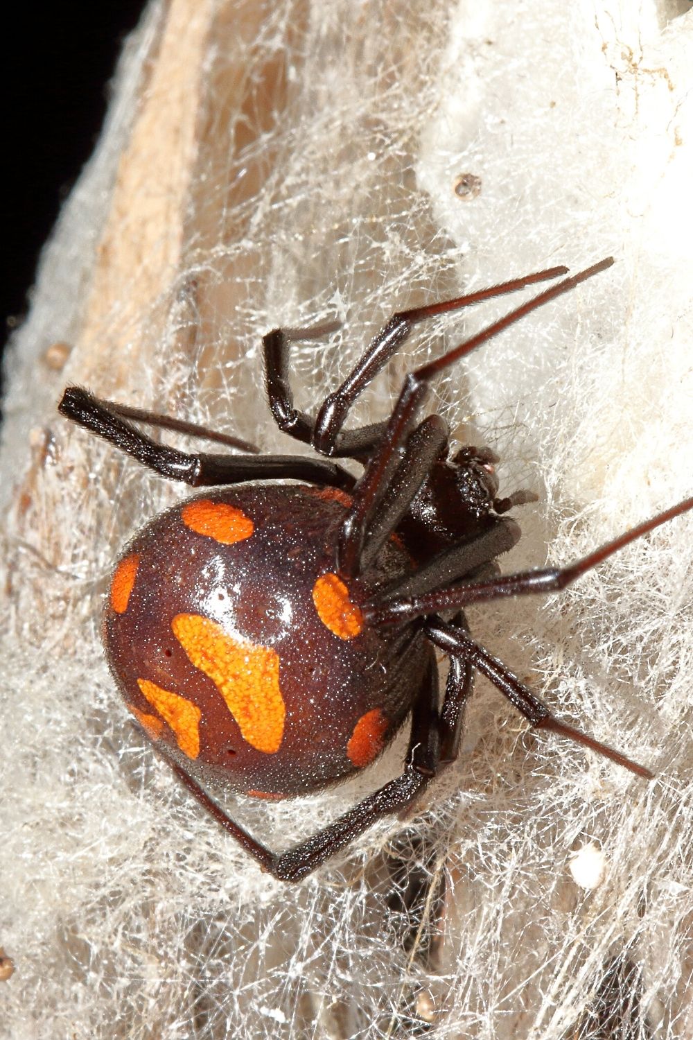 The Clown Isopods' red patterns on its back closely mimics those of the Mediterranean Black Widow's patterns