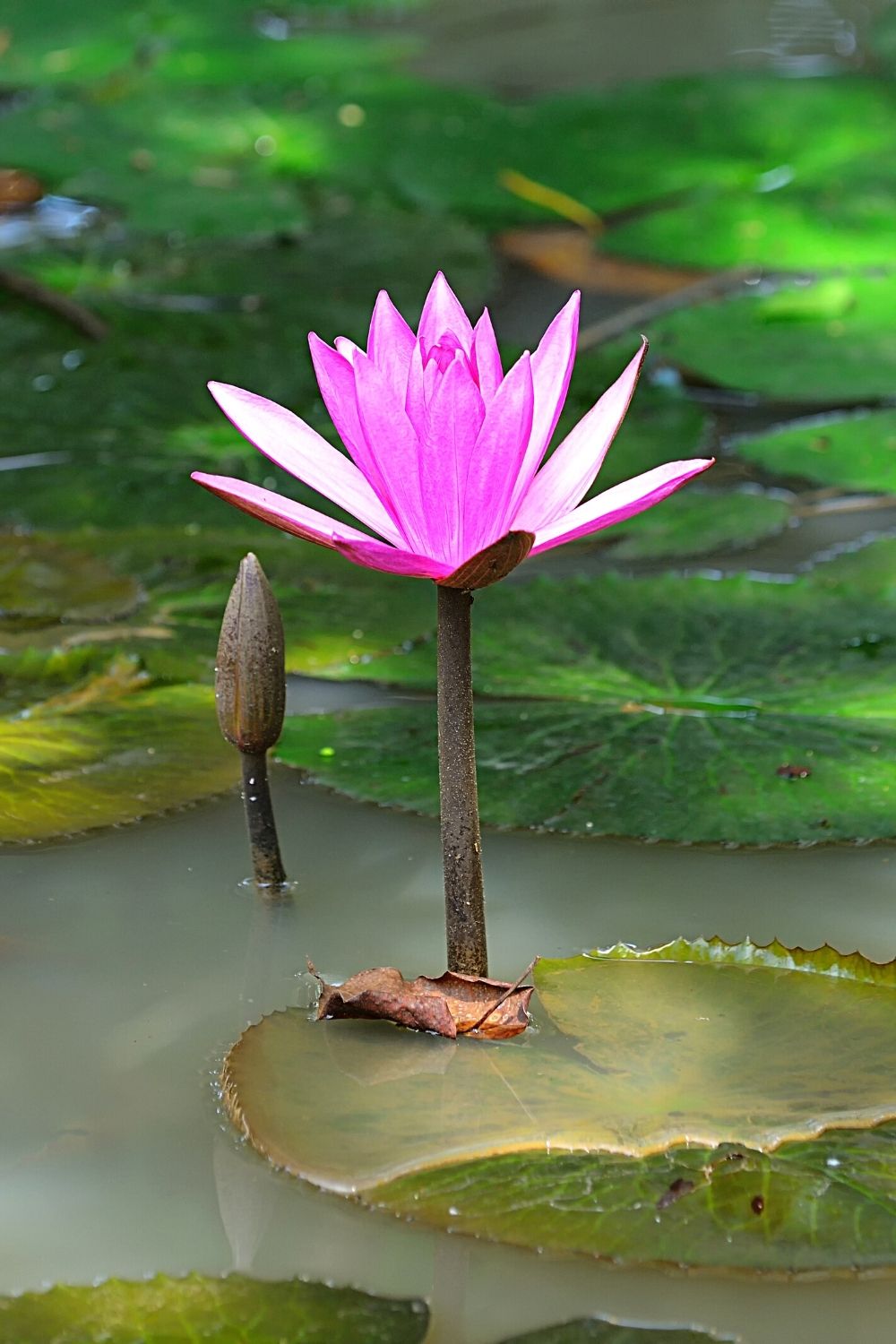 Tiger Lotus is another great aquatic plant to grow for your betta fish as they're colorful