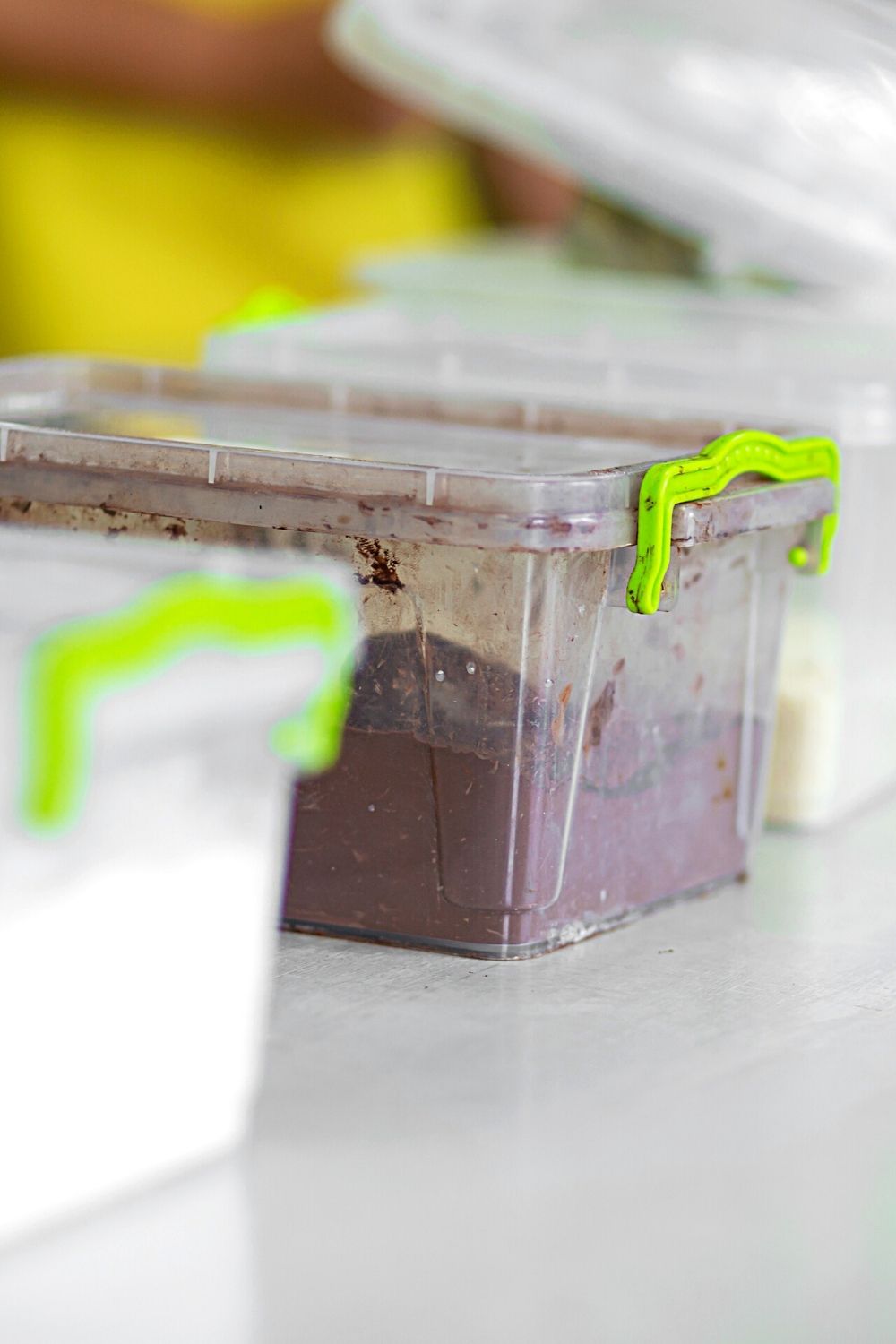 Transparent boxes, such as these kitchen containers, can work to store clown isopods