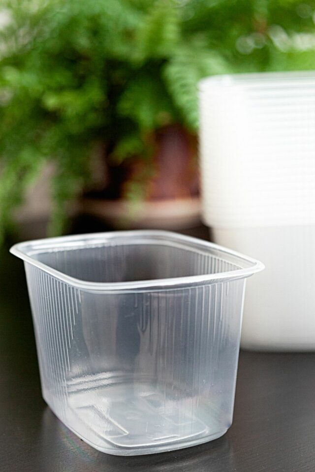 How Do You Keep Crickets Alive? 5 Expert Tips!