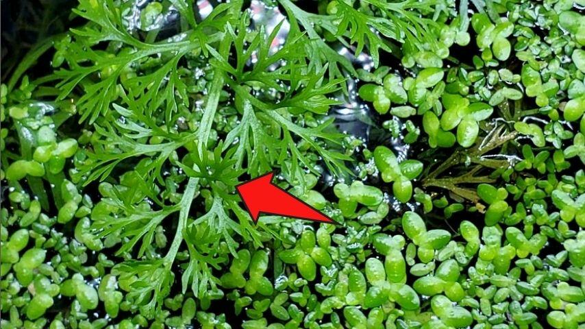 The Water Sprite is another great plant that you can grow for your betta fish as it can provide maximum protection