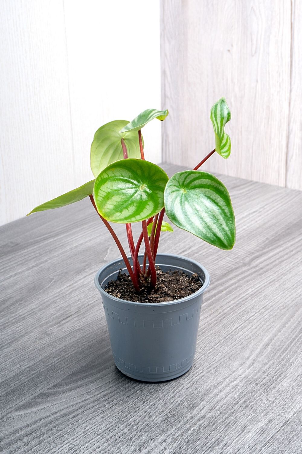 The beautiful foliage of the Watermelon peperomia is usually used to adorn huge terrariums