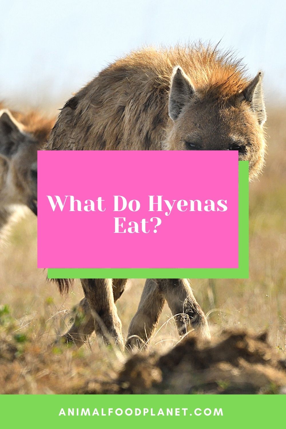 What Do Hyenas Eat?