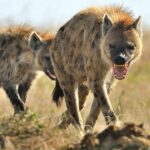 What Do Hyenas Eat?